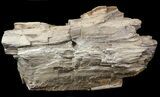 Cretaceous Petrified Wood - Texas #48860-2